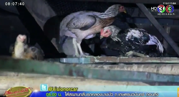 อยุธยาผวา ไก่ถูกกัดตายหลายร้อยตัว 