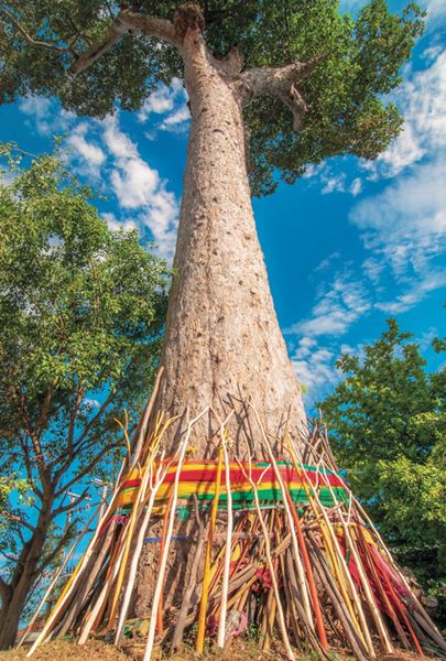 รุกข มรดกของแผ่นดิน ใต้ร่มพระบารมี