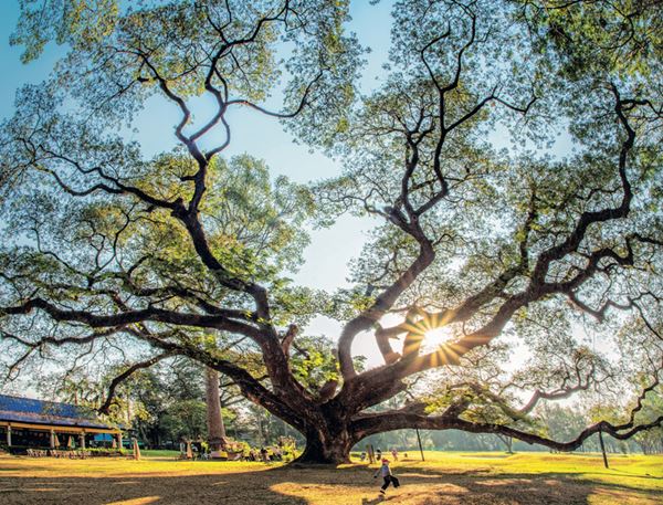 รุกข มรดกของแผ่นดิน ใต้ร่มพระบารมี
