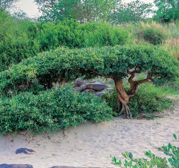 รุกข มรดกของแผ่นดิน ใต้ร่มพระบารมี