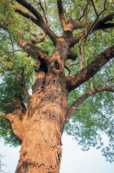 รุกข มรดกของแผ่นดิน ใต้ร่มพระบารมี