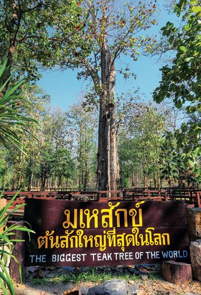 รุกข มรดกของแผ่นดิน ใต้ร่มพระบารมี