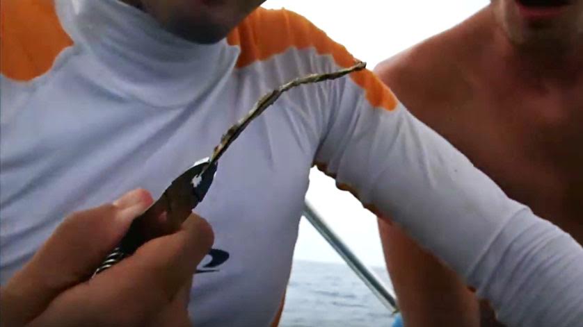 เต่าทะเล