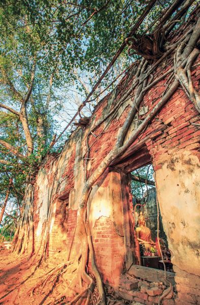 รุกข มรดกของแผ่นดิน ใต้ร่มพระบารมี