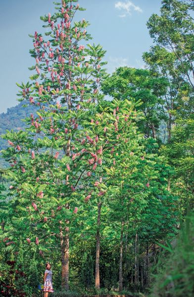 รุกข มรดกของแผ่นดิน ใต้ร่มพระบารมี