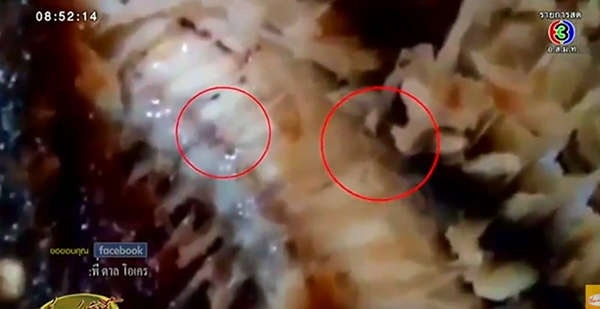 หนอนในปลาสามรส