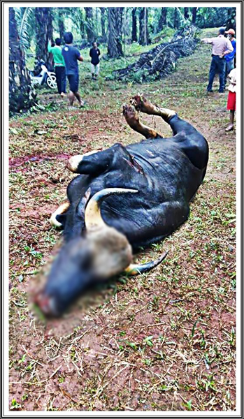 ไอ้ไข่ดำ