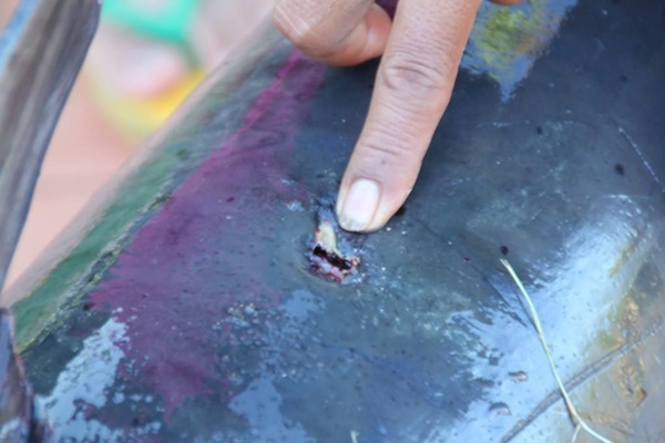 ปลาบึกยักษ์