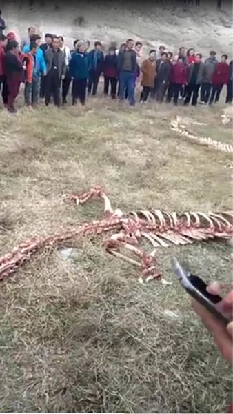 โครงกระดูกปริศนา