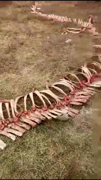 โครงกระดูกปริศนา