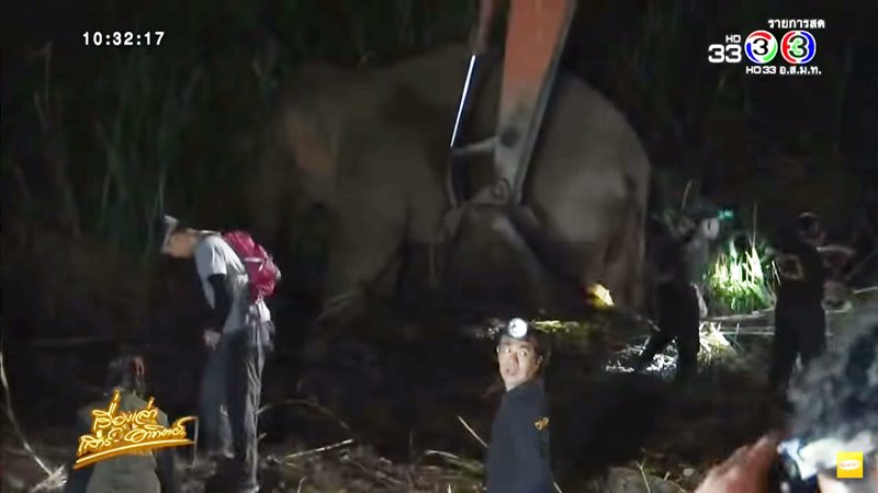 ช้างสีดอแดง