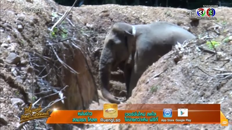 ช้างสีดอแดง