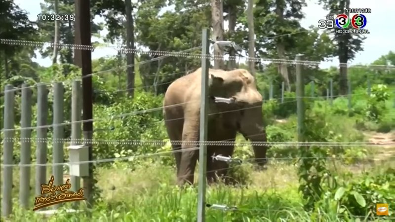 ช้างสีดอแดง