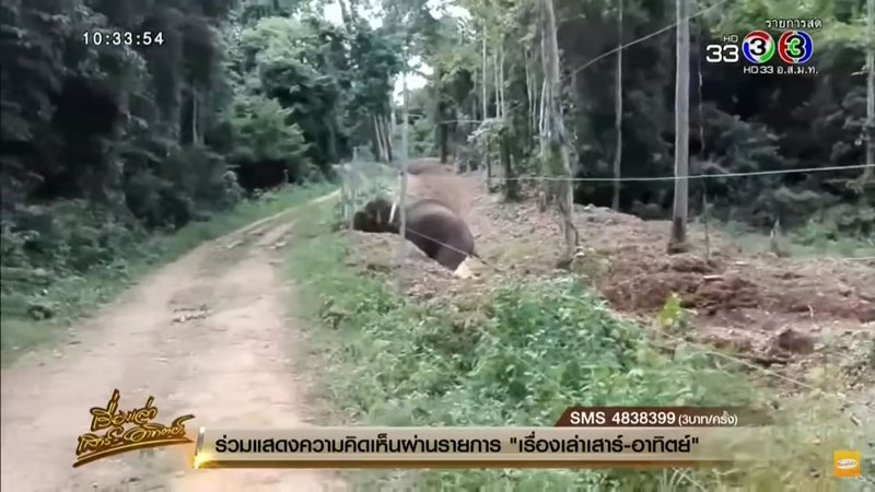 ช้างสีดอแดง