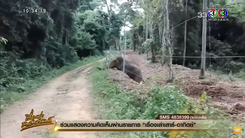 ช้างสีดอแดง