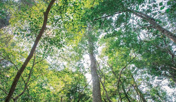 รุกข มรดกของแผ่นดิน ใต้ร่มพระบารมี