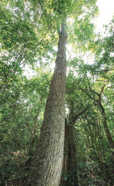 รุกข มรดกของแผ่นดิน ใต้ร่มพระบารมี