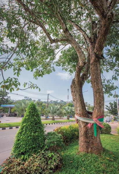 รุกข มรดกของแผ่นดิน ใต้ร่มพระบารมี