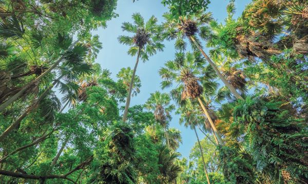 รุกข มรดกของแผ่นดิน ใต้ร่มพระบารมี