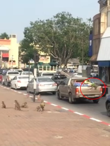 ลิงขโมยทุเรียน