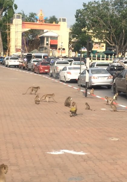 ลิงขโมยทุเรียน