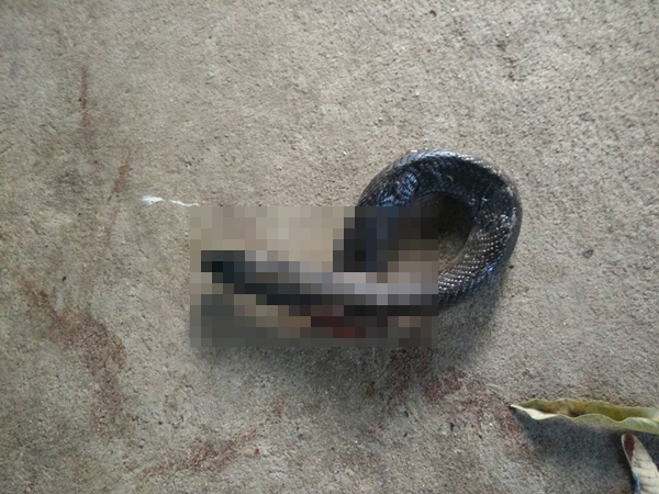 สุนัขกัดงูเห่า