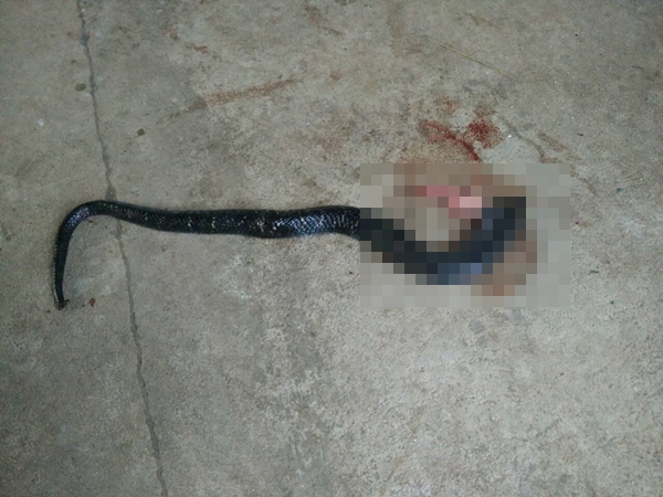 สุนัขกัดงูเห่า