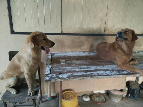 สุนัขกัดงูเห่า