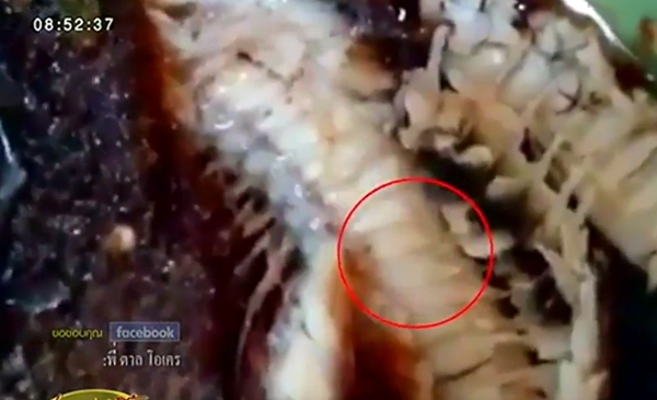 หนอนในปลาสามรส