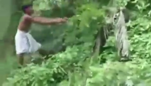 พ่อใจเด็ดฆ่างูจงอางด้วยมือเปล่า