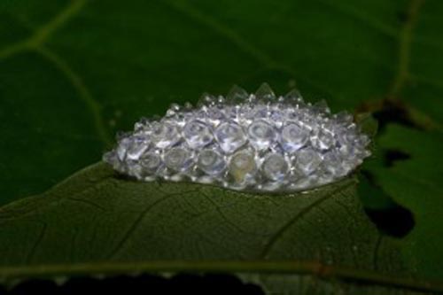 หนอนเพชร
