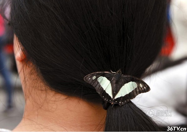  ร้านค้าจีนปล่อยผีเสื้อหลายร้อยให้เด็กเหยียบเล่น ตายเกลื่อน