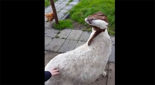 แพะหมุนคอ