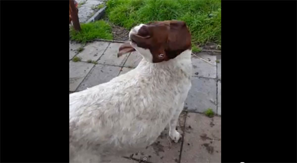 แพะหมุนคอ