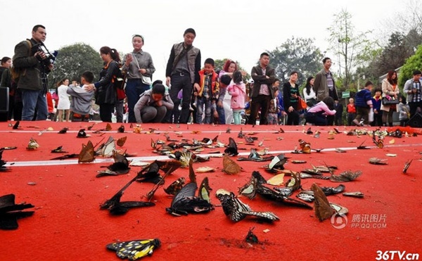  ร้านค้าจีนปล่อยผีเสื้อหลายร้อยให้เด็กเหยียบเล่น ตายเกลื่อน