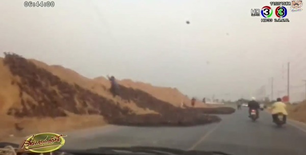 ฝูงเป็ดไล่ทุ่ง