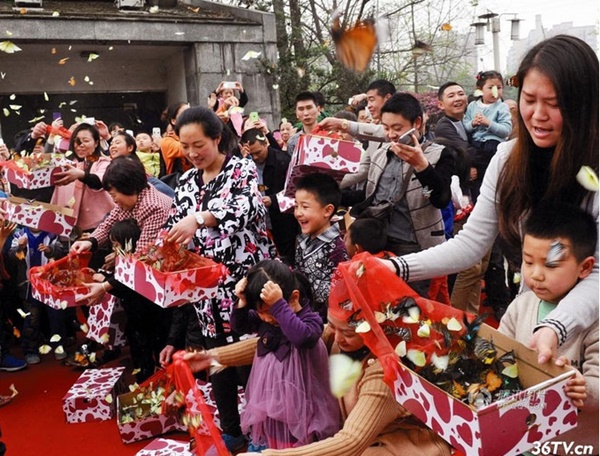  ร้านค้าจีนปล่อยผีเสื้อหลายร้อยให้เด็กเหยียบเล่น ตายเกลื่อน