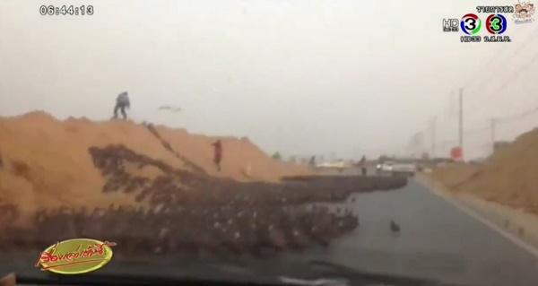 ฝูงเป็ดไล่ทุ่ง