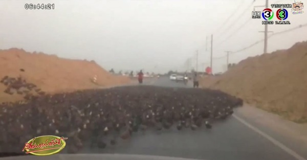 ฝูงเป็ดไล่ทุ่ง