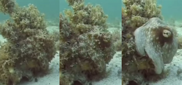 มารู้จักเจ้าหมึกมหัศจรรย์ แปลงร่างเป็นสารพัดสัตว์ได้ในพริบตาเดียว