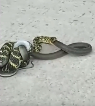 งูกินกัน