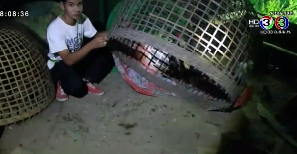 อยุธยาผวา ไก่ถูกกัดตายหลายร้อยตัว 