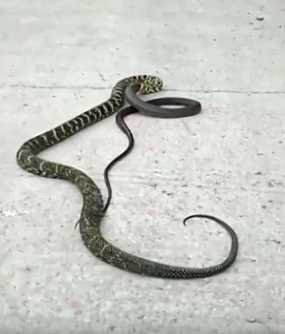 งูกินกัน