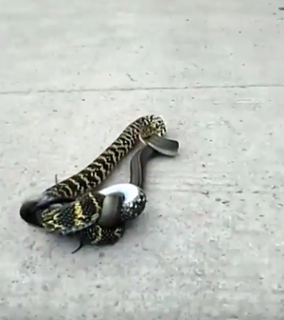 งูกินกัน