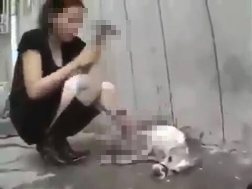 ทารุณสุนัข