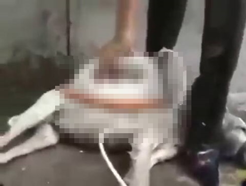 ทารุณสุนัข