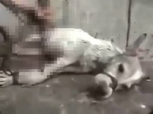 ทารุณสุนัข