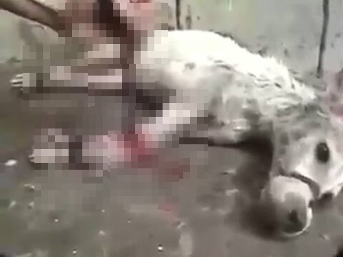 ทารุณสุนัข
