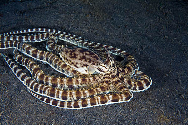 มารู้จักเจ้าหมึกมหัศจรรย์ แปลงร่างเป็นสารพัดสัตว์ได้ในพริบตาเดียว