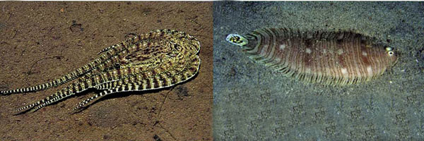 มารู้จักเจ้าหมึกมหัศจรรย์ แปลงร่างเป็นสารพัดสัตว์ได้ในพริบตาเดียว